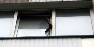 Попытка спасения кота, застрявшего в окне